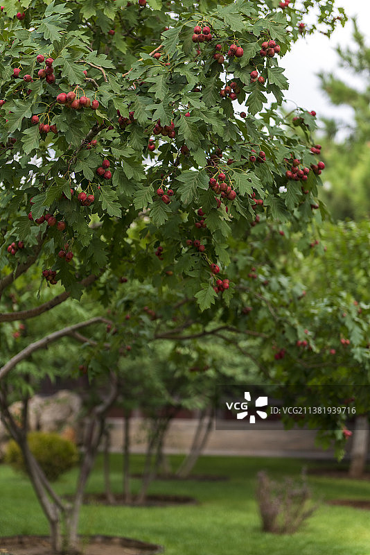 山楂树景观图片素材