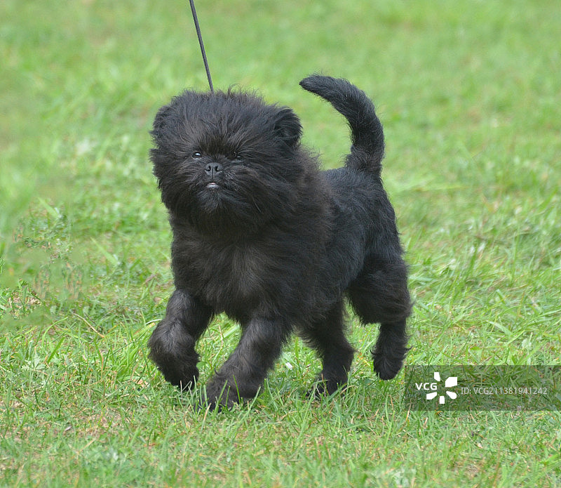 田野上站立的黑色纯种犬特写图片素材