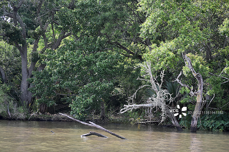 河口岸边的枯树和灌木丛图片素材