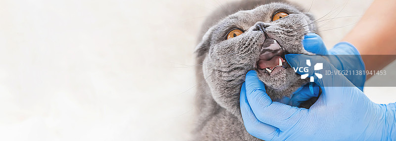 兽医正在检查猫的口腔（选择性焦点）图片素材
