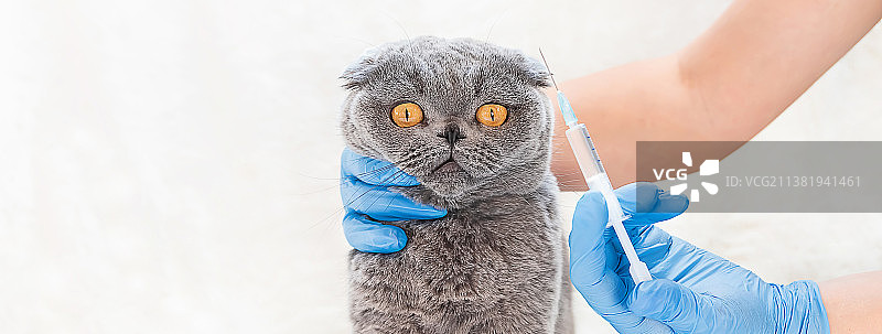 猫咪疫苗接种兽医特写镜头图片素材