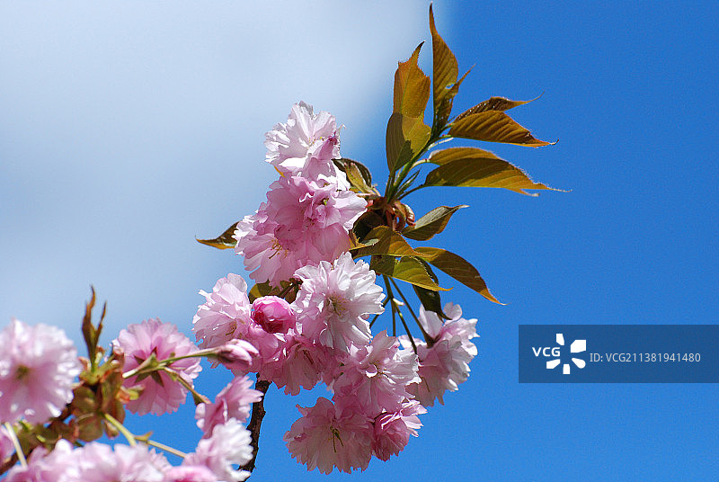 晴空下的粉色樱花图片素材