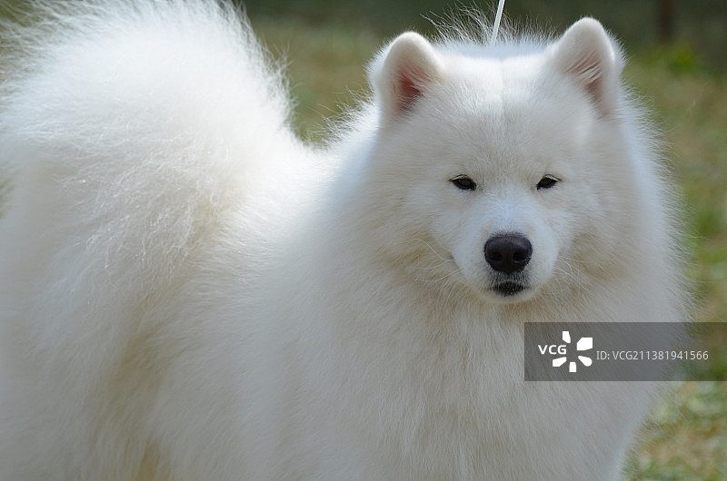 美国爱斯基摩犬的面容图片素材