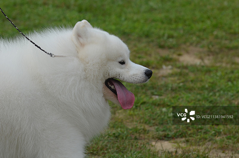 美国爱斯基摩犬伸出舌头图片素材