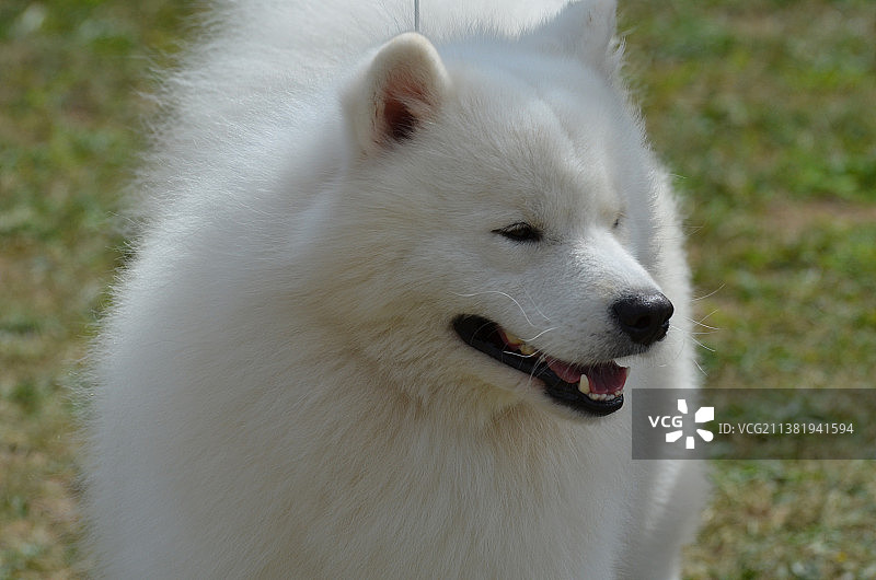 白色萨摩耶犬在田野上的特写图片素材