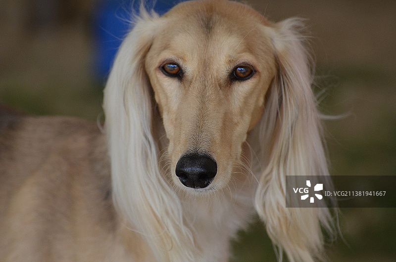 萨路基犬特写图片素材