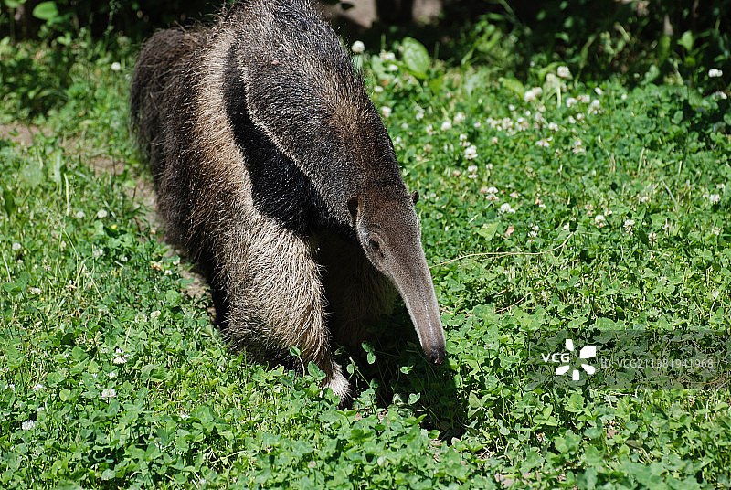 草地上的松鼠特写图片素材