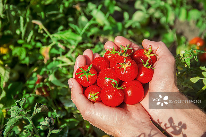 男人手捧自制番茄图片素材