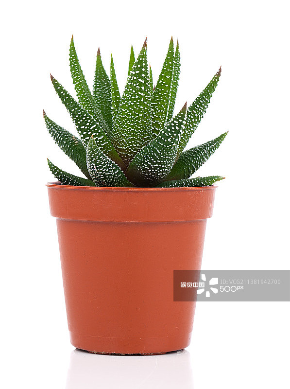 白色背景上的海沃氏混合仙人掌和多肉植物图片素材