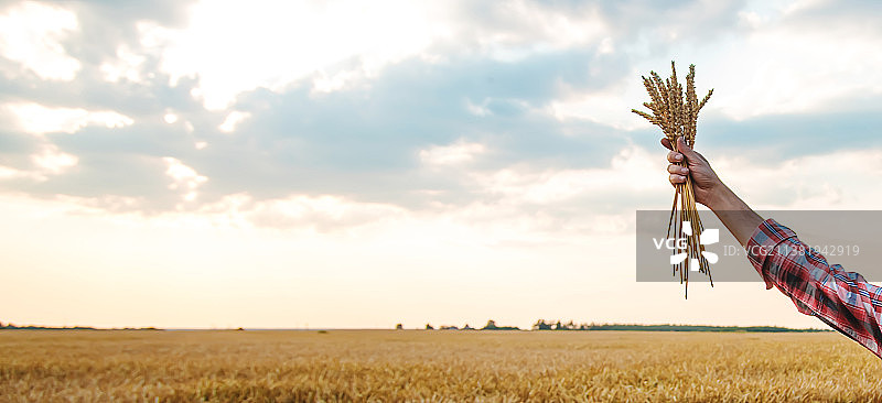 男农民在田野里手持麦穗图片素材