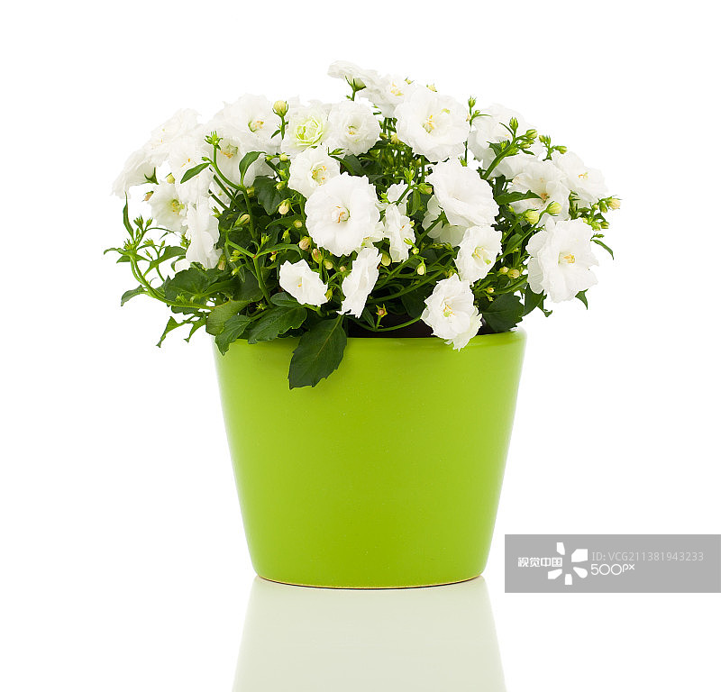 白色背景下的花盆特写图片素材