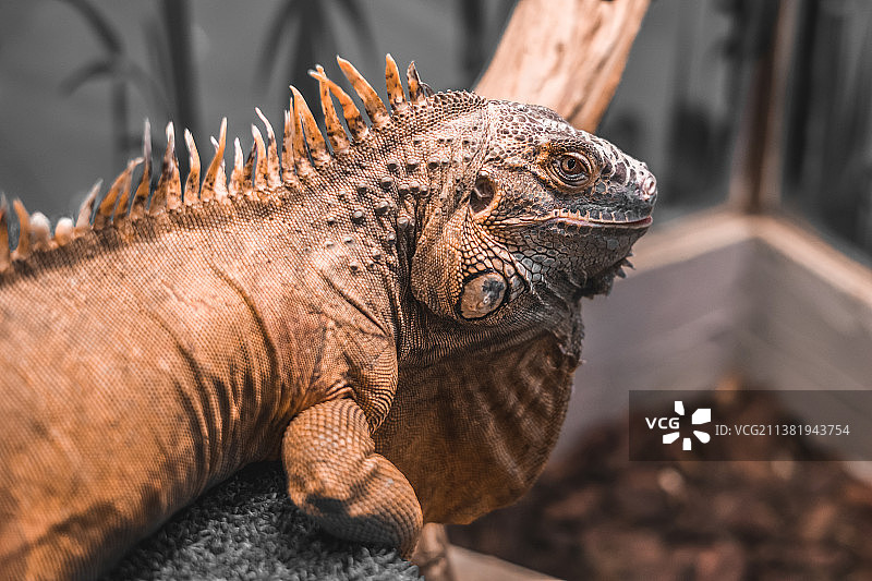 橙色雄性绿鬣蜥特写图片素材