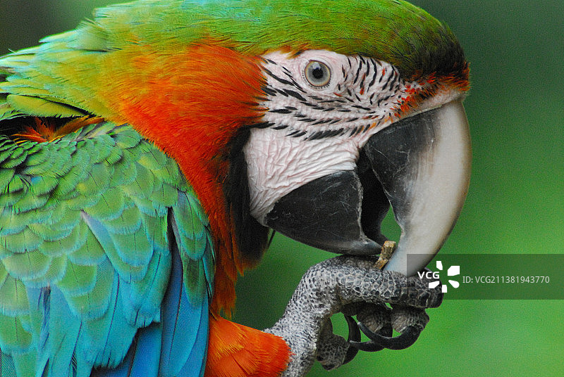 巴西热带濒危色彩斑斓金刚鹦鹉超近特写图片素材