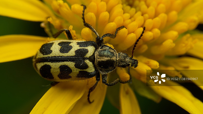 阿根廷布宜诺斯艾利斯黄色花朵上的昆虫特写图片素材