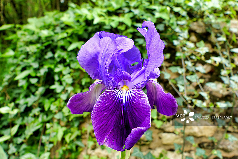 紫色鸢尾花特写，法国多尔多涅图片素材