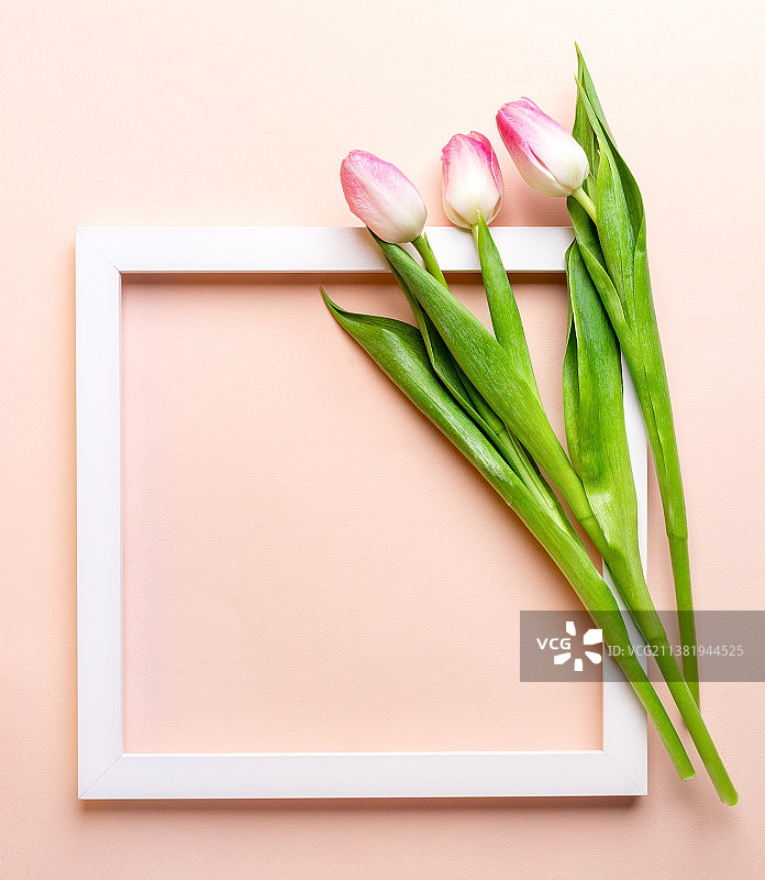 粉色郁金香与白色方框样机（粉色背景）图片素材
