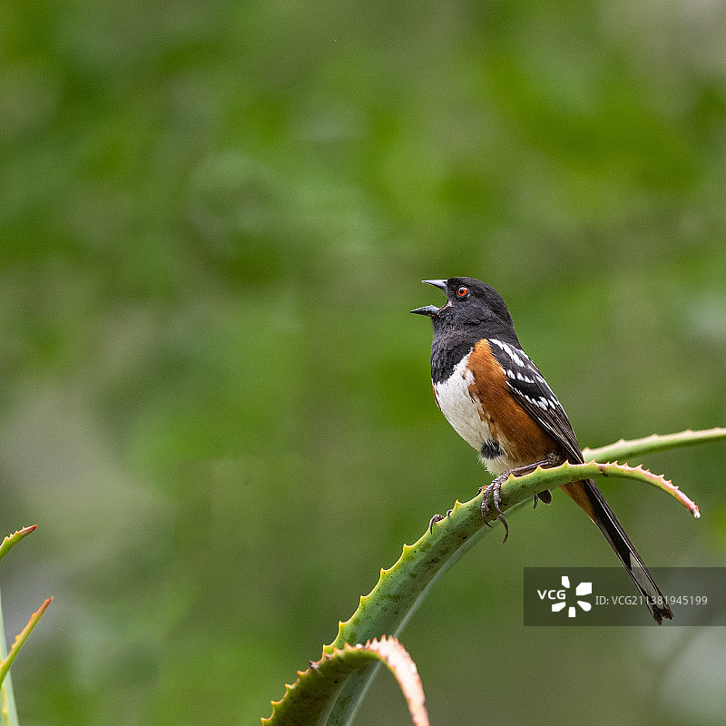 红尾歌鸲栖息在树枝上，美国加利福尼亚州蒙特西托图片素材