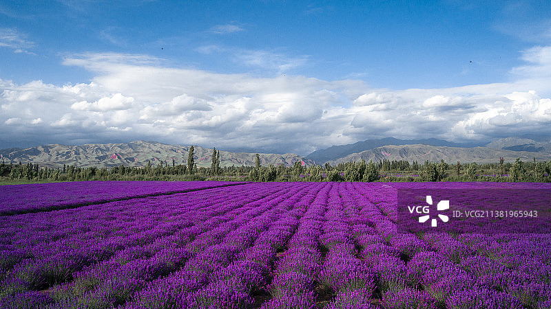 伊犁的薰衣草田地图片素材