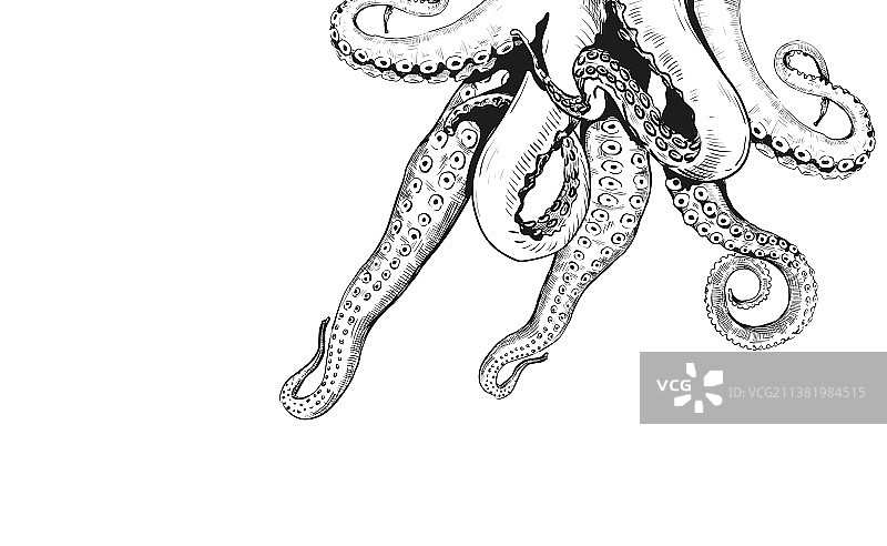 手绘海鲜餐厅章鱼触须装饰图片素材