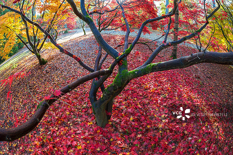 英国秋色：枫树上的秋叶图片素材
