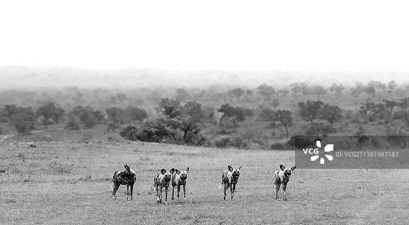 南非隆多洛齐禁猎区，一群非洲野犬站在空地上（黑白照片）图片素材