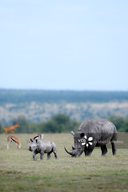 白天野生丛林动物主题，成年白犀牛和小牛在肯尼亚南尤基奥尔佩杰塔保护区吃草图片素材