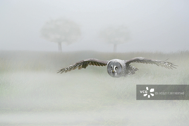 野生鸟类与动物主题图片素材