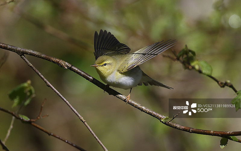 柳莺，单只鸟儿栖息在树枝上，华威郡图片素材