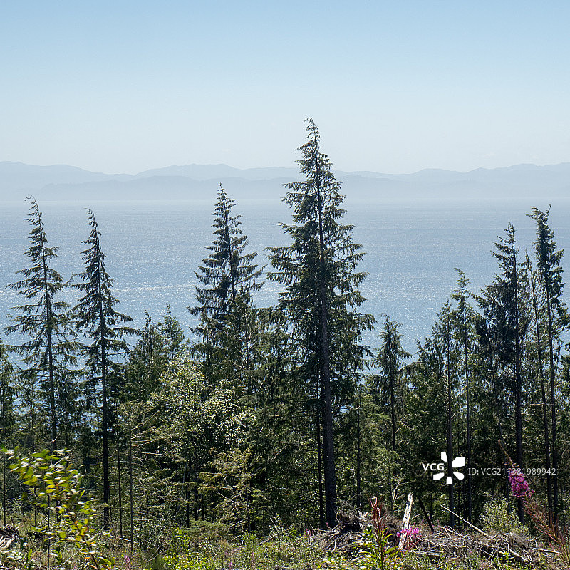 休息站：不列颠哥伦比亚省胡安德富卡松树的风景图片素材