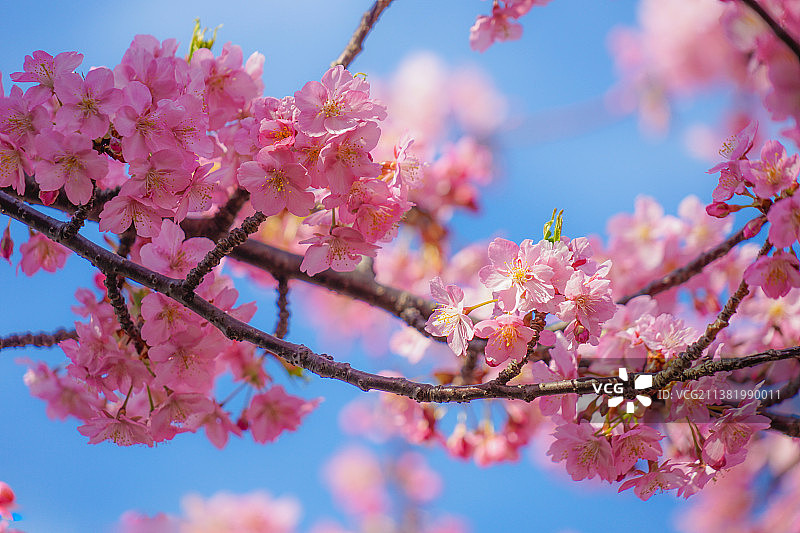 从低角度看春天的樱花图片素材