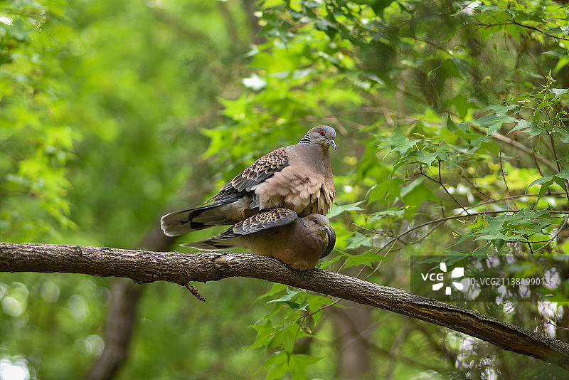 交配中的珠颈斑鸠图片素材