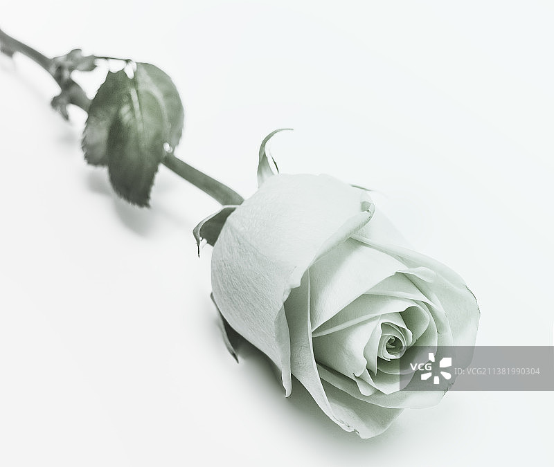 白色背景下的玫瑰特写图片素材