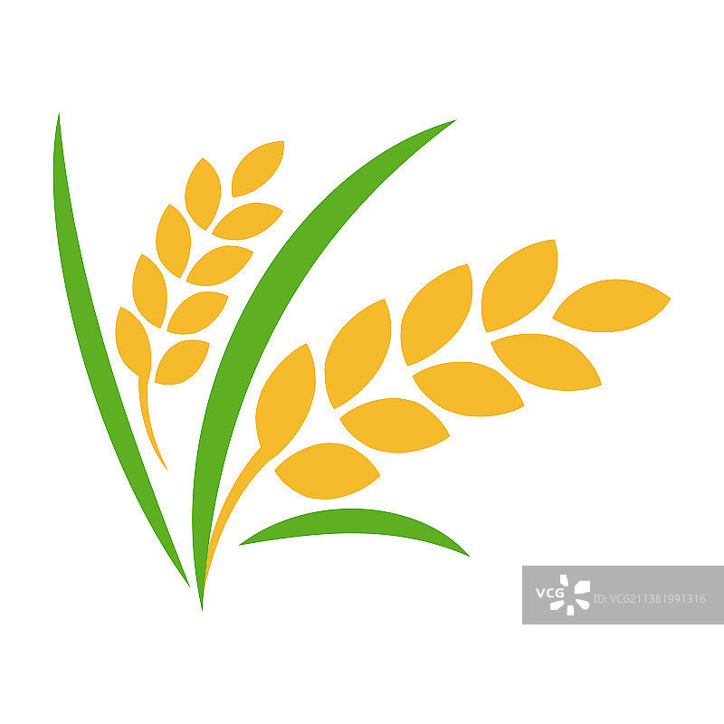 带叶子的稻田图片素材