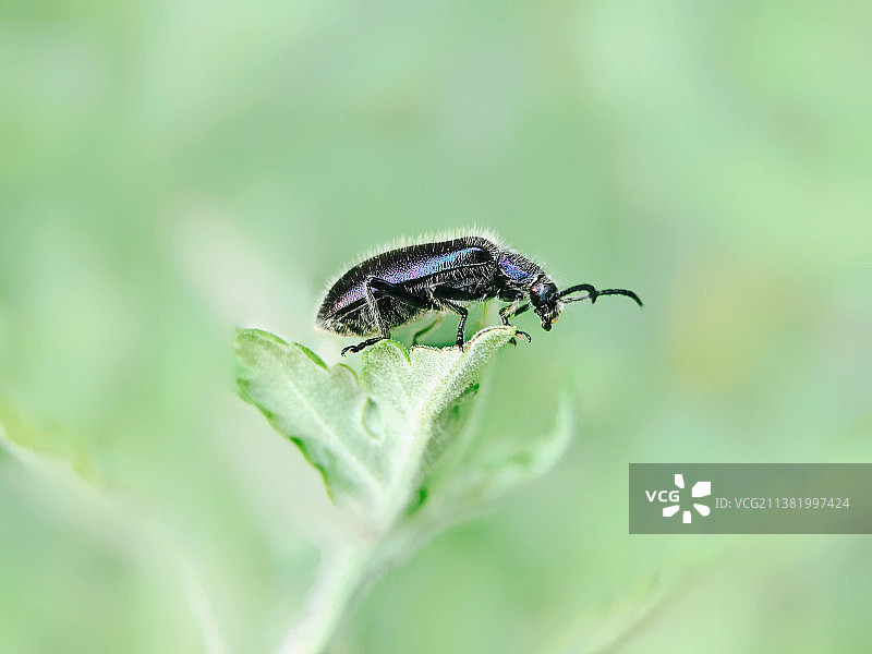 叩头虫图片素材