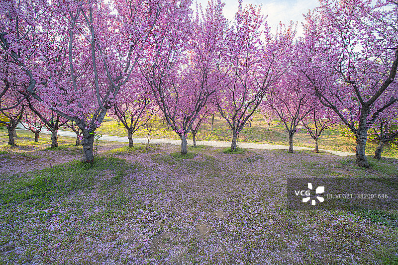 春天，花图片素材