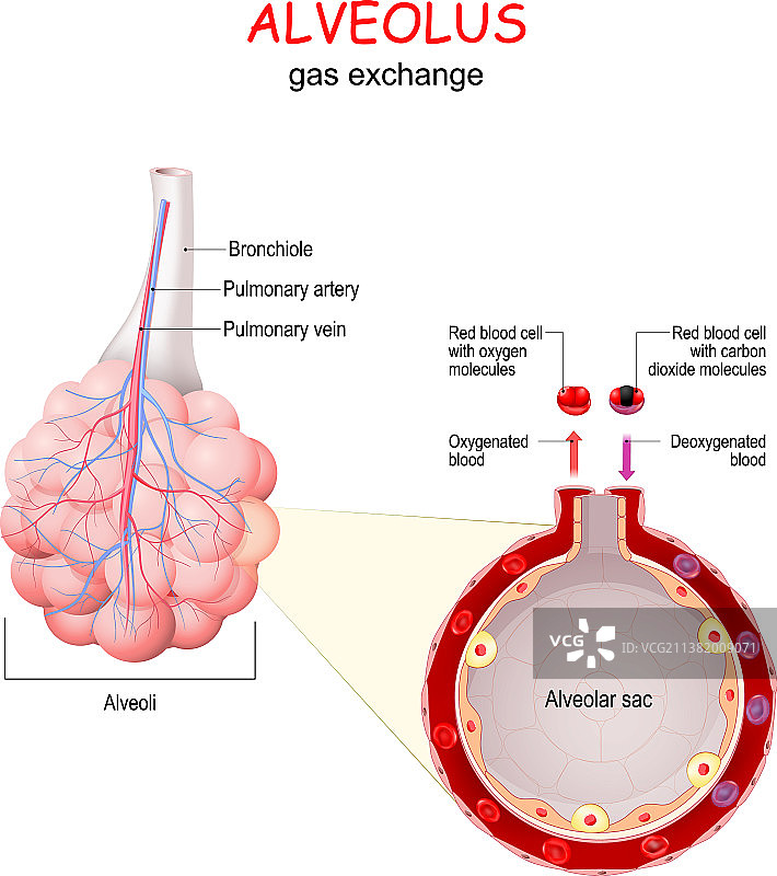 肺泡气体交换图片素材
