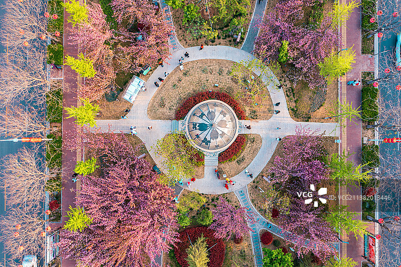 航拍鹤壁淇滨区樱花大道图片素材