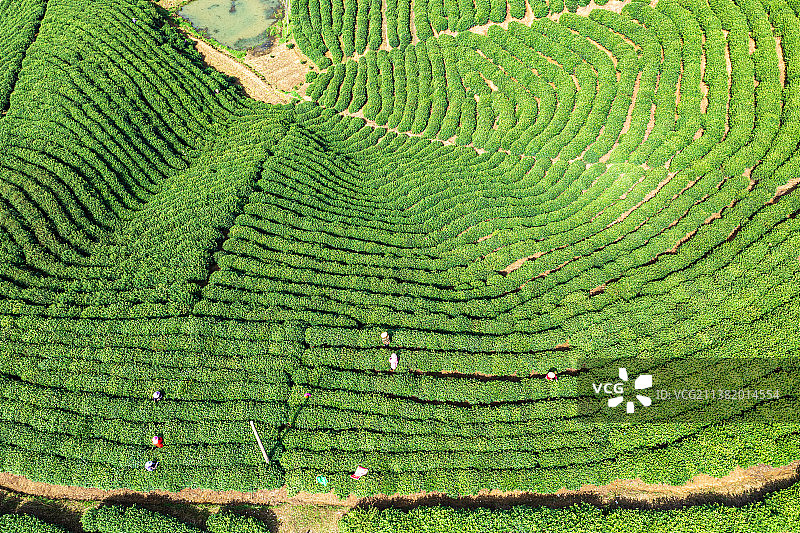 航拍信阳光山茶山茶园风光图片素材