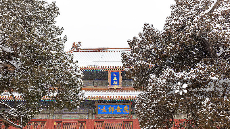 孔庙大成殿松树古树冬季雪景图片素材