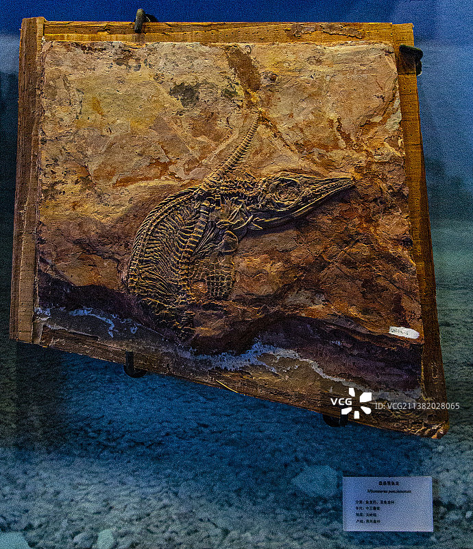 中国贵州贵阳市贵州地质博物馆贵州龙化石图片素材