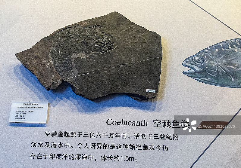 中国贵州贵阳市贵州地质博物馆贵州龙化石图片素材