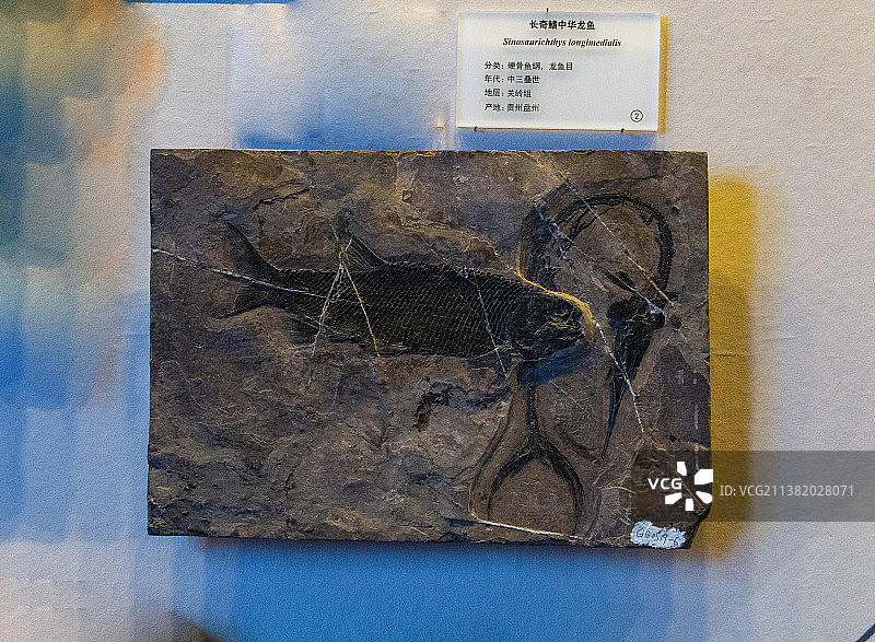 中国贵州贵阳市贵州地质博物馆贵州龙化石图片素材