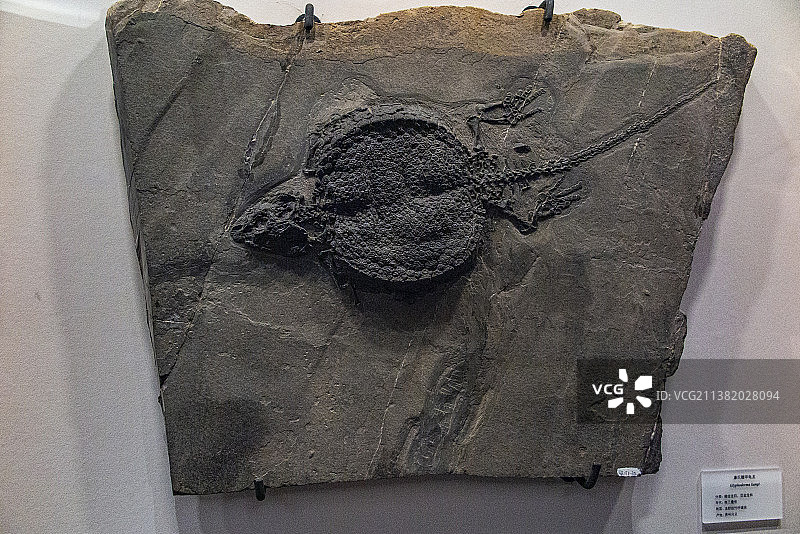 中国贵州贵阳市贵州地质博物馆贵州龙化石图片素材