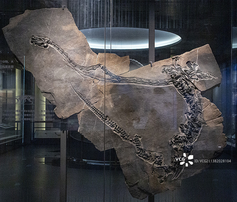 中国贵州贵阳市贵州地质博物馆贵州龙化石图片素材