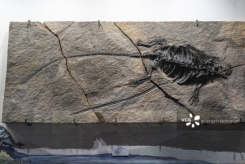 中国贵州贵阳市贵州地质博物馆贵州龙化石图片素材