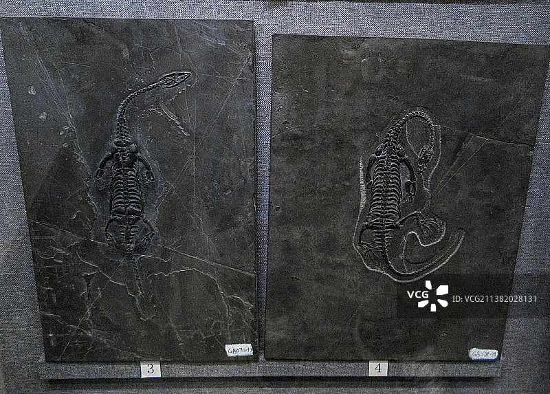 中国贵州贵阳市贵州地质博物馆贵州龙化石图片素材