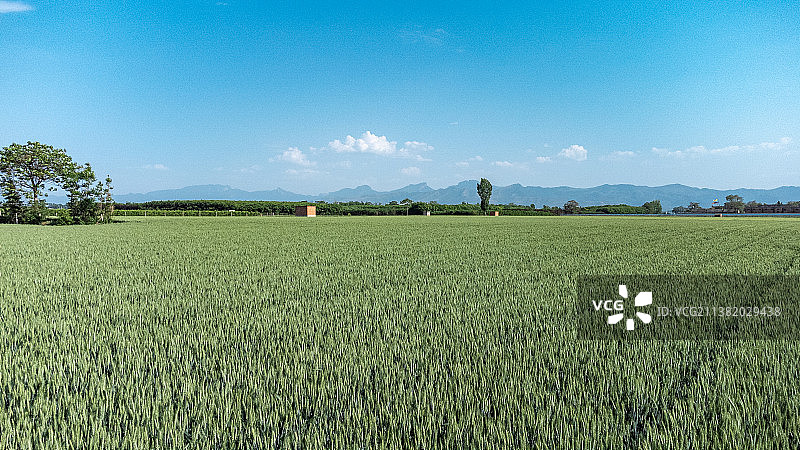 河南各地小麦长势良好，绿色成海宛如一景！图片素材