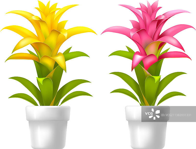 花盆中的擎天凤梨图片素材