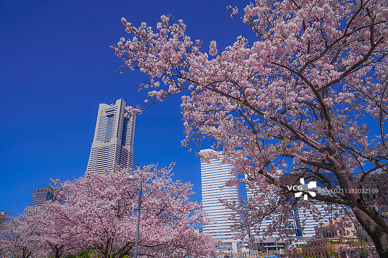 盛开的樱花与横滨港未来屋顶图片素材
