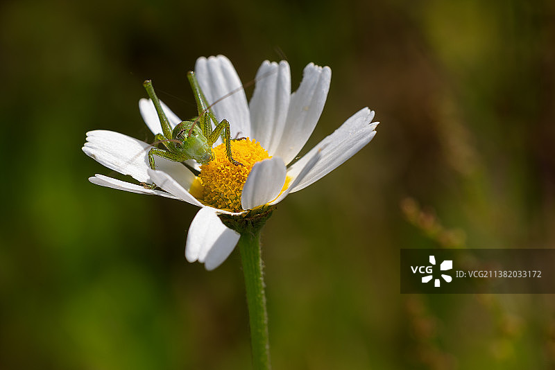 白色雏菊花朵特写，西班牙图片素材